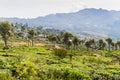 Tea plantations in mountains near Haputale, Sri Lan