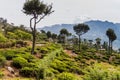 Tea plantations in mountains near Haputale, Sri Lan