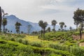 Tea plantations in mountains near Haputale, Sri Lan