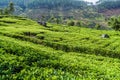 Tea plantations in mountains near Haputale, Sri Lan