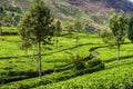 Tea plantations in mountains near Haputale, Sri Lan