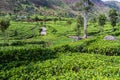 Tea plantations in mountains near Haputale, Sri Lan