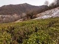 Tea plantations in the mountains of the North Caucasus. Royalty Free Stock Photo