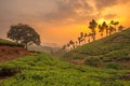 Tea plantations in Munnar, Kerala, India Royalty Free Stock Photo