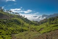 Tea plantations in Munnar, Kerala, India