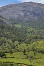 Tea plantations in Munnar, Kerala, India. Beautiful tea plantations landscape. Royalty Free Stock Photo