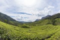 Tea plantations in Munnar, Kerala, India. Beautiful tea plantations landscape. Royalty Free Stock Photo