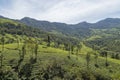 Tea plantations in Munnar, Kerala, India. Beautiful tea plantations landscape. Royalty Free Stock Photo