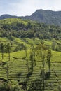 Tea plantations in Munnar, Kerala, India. Beautiful tea plantations landscape. Royalty Free Stock Photo