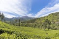 Tea plantations in Munnar, Kerala, India. Beautiful tea plantations landscape. Royalty Free Stock Photo