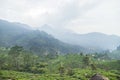 Tea plantations in Munnar, Kerala, India. Beautiful tea plantations landscape. Royalty Free Stock Photo