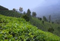 Tea plantations in Munnar, Kerala, India Royalty Free Stock Photo