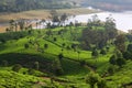 Tea plantations in Munnar, Kerala, South India