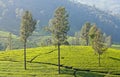 Tea plantations in Munnar, Kerala, South India Royalty Free Stock Photo