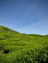 Tea plantations near Brinchang Mountain Malaysia Royalty Free Stock Photo