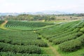 Tea plantations Royalty Free Stock Photo