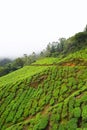 Tea Plantations over Green Hills of Munnar, Kerala, India - Natural Background Royalty Free Stock Photo