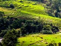 Tea plantations Royalty Free Stock Photo