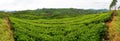 Tea plantations panorama munnar india Royalty Free Stock Photo