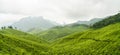 Tea plantations panorama munnar india Royalty Free Stock Photo