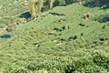 Tea plantations