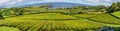 Tea plantations on the island of Sao Miguel in the Azores, Portugal