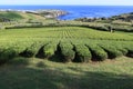 Tea plantations of Porto Formoso, Sao Miguel island, Azores