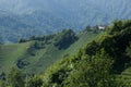 Tea plantations, Rize, Turkey