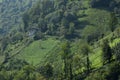 Tea plantations, Rize, Turkey