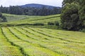 Tea plantations on Sao Miguel island, Azores, Portugal