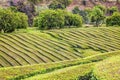 Tea plantations on Sao Miguel island, Azores, Portugal