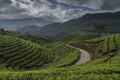 Tea plantations seen at Munnar Hill station,Kerala,India