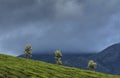 Tea plantations seen at Munnar Hill station,Kerala,India