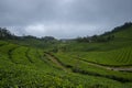Tea plantations seen at Munnar Hill station,Kerala,India
