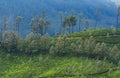 Tea plantations seen at Munnar Hill station,Kerala,India