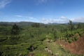 Tea plantations seen at Munnar Hill station,Kerala,India