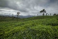 Tea Plantations and Shola forest near Valparai, Tamilnadu,India,