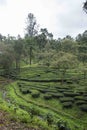 Tea Plantations and Shola forest near Valparai, Tamilnadu,India,