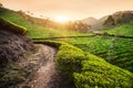 Tea plantations at sunset Royalty Free Stock Photo