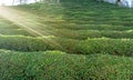 Tea plantations sunset Royalty Free Stock Photo