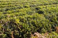 Tea plantations, tea tree field Royalty Free Stock Photo