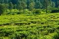 Tea plantations with tree as background in distance in puncak bogor Royalty Free Stock Photo