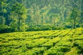 Tea plantations with tree as background in near distance in puncak bogor Royalty Free Stock Photo