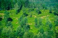 Tea plantations with view from top and tree on the mountains in puncak bogor Royalty Free Stock Photo