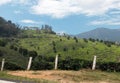 Tea plantations visible from the road