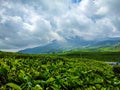 tea plantations in West Sumatra with the background of Mount Talang.