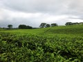 Tea plantion Royalty Free Stock Photo