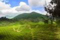 Tea plants cameron highlands