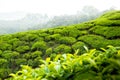 Tea plants cameron highlands