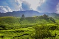 Tea plants cameron highlands